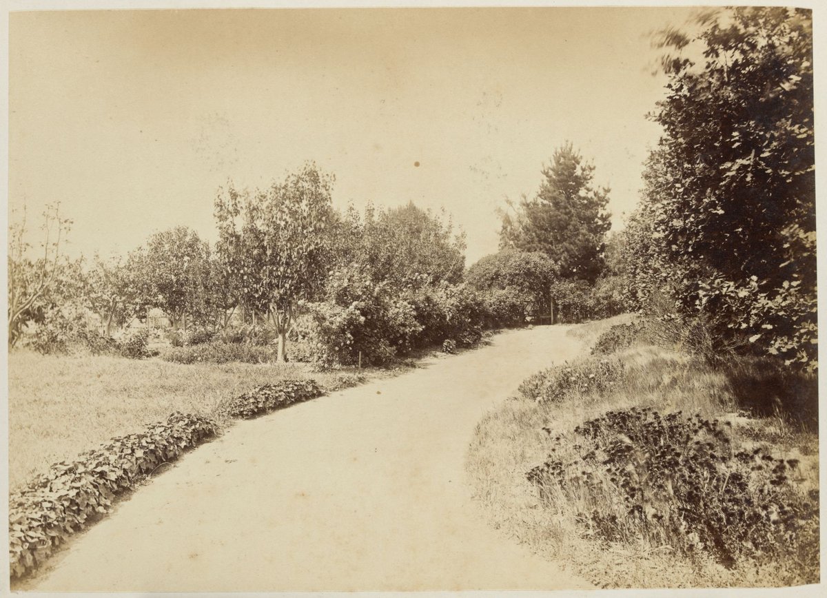 View of the main drive in the garden at Fairlie House, Anderson Street, South Yarra (1882)