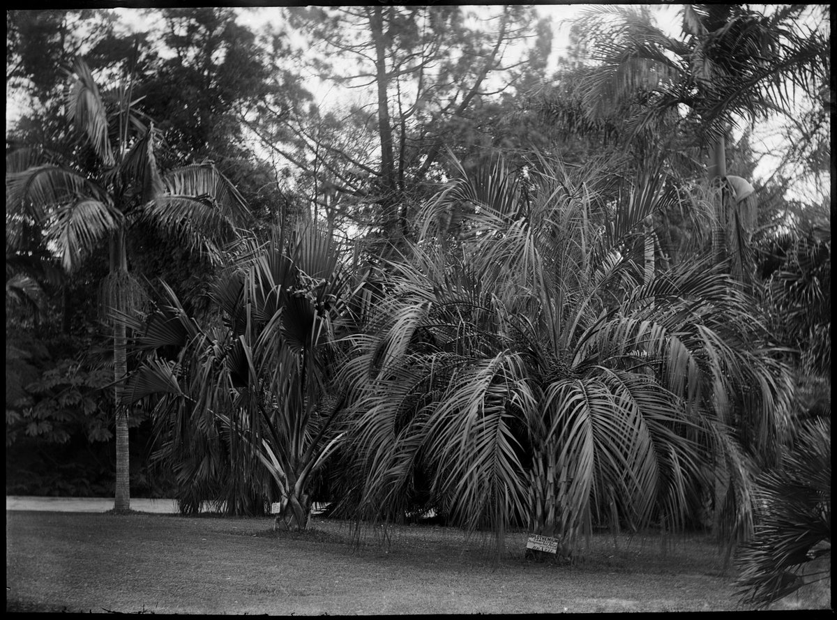 Palm trees in the Royal Botanical Gardens, Melbourne, Melbourne City (1900–10)