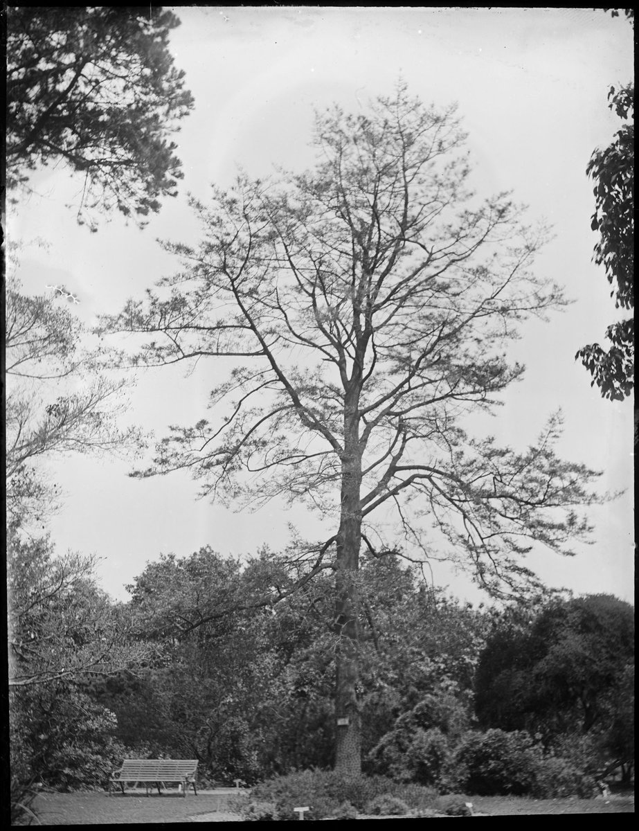 Ornamental trees in the Botanical Gardens, Melbourne, Melbourne City (1900–10)