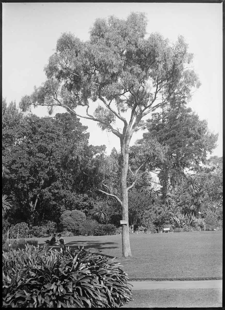 Trees in the Botanical Gardens, Melbourne, Melbourne City (1900–10)