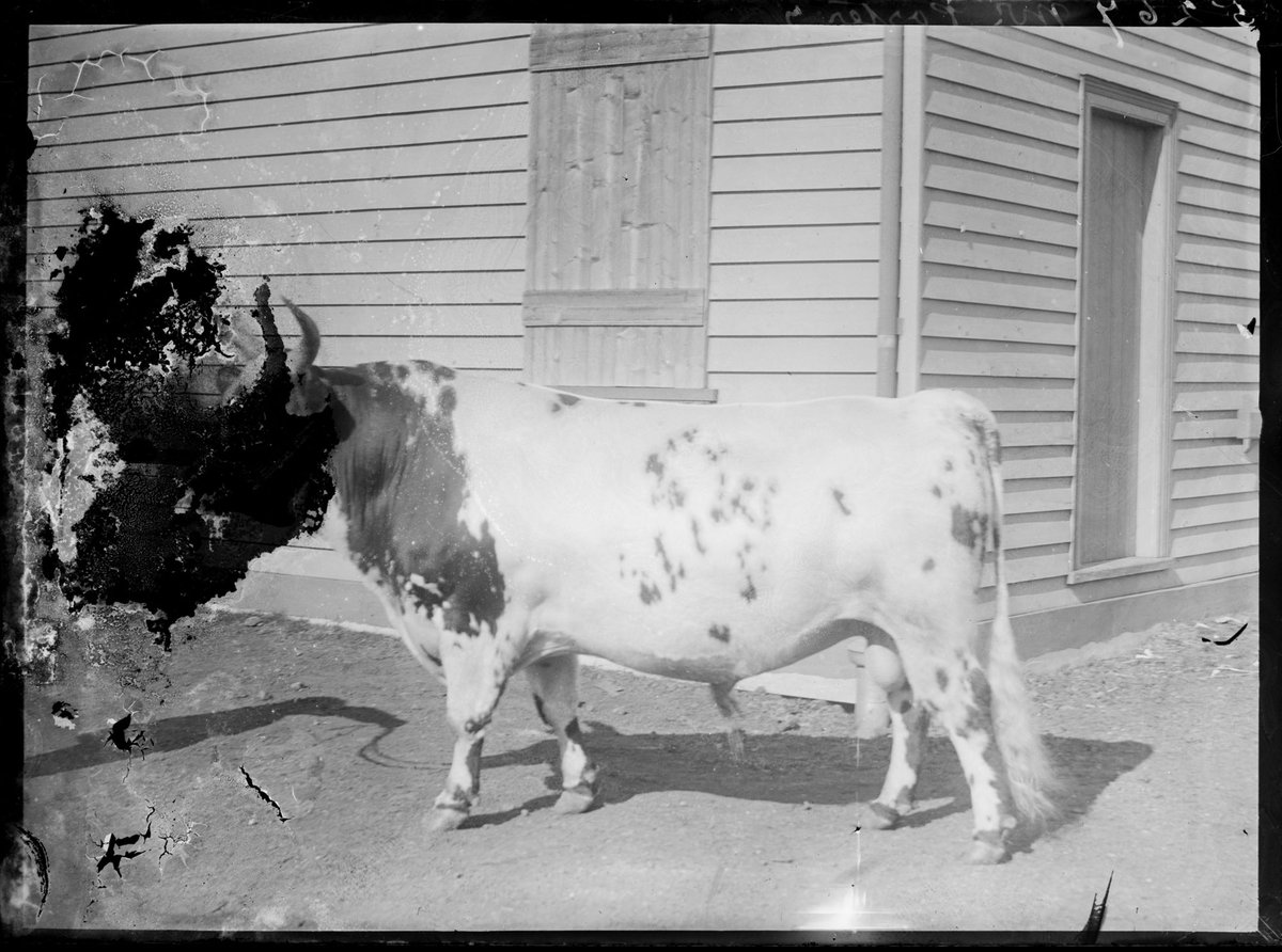 Bull at Royal Melbourne Show (1890–1918)