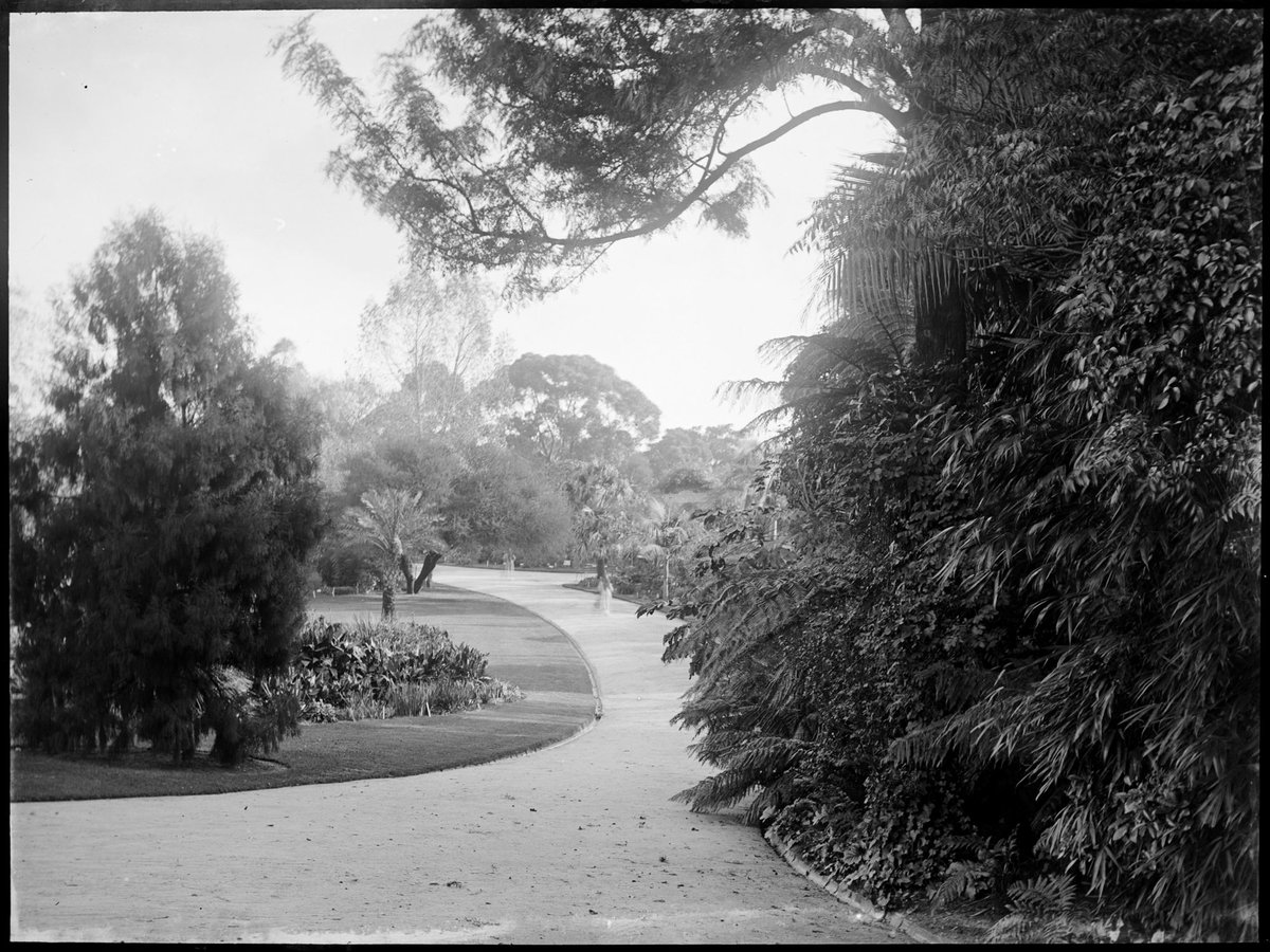 Pathways in the Botanical Gardens, Melbourne, Melbourne City (1900–10)
