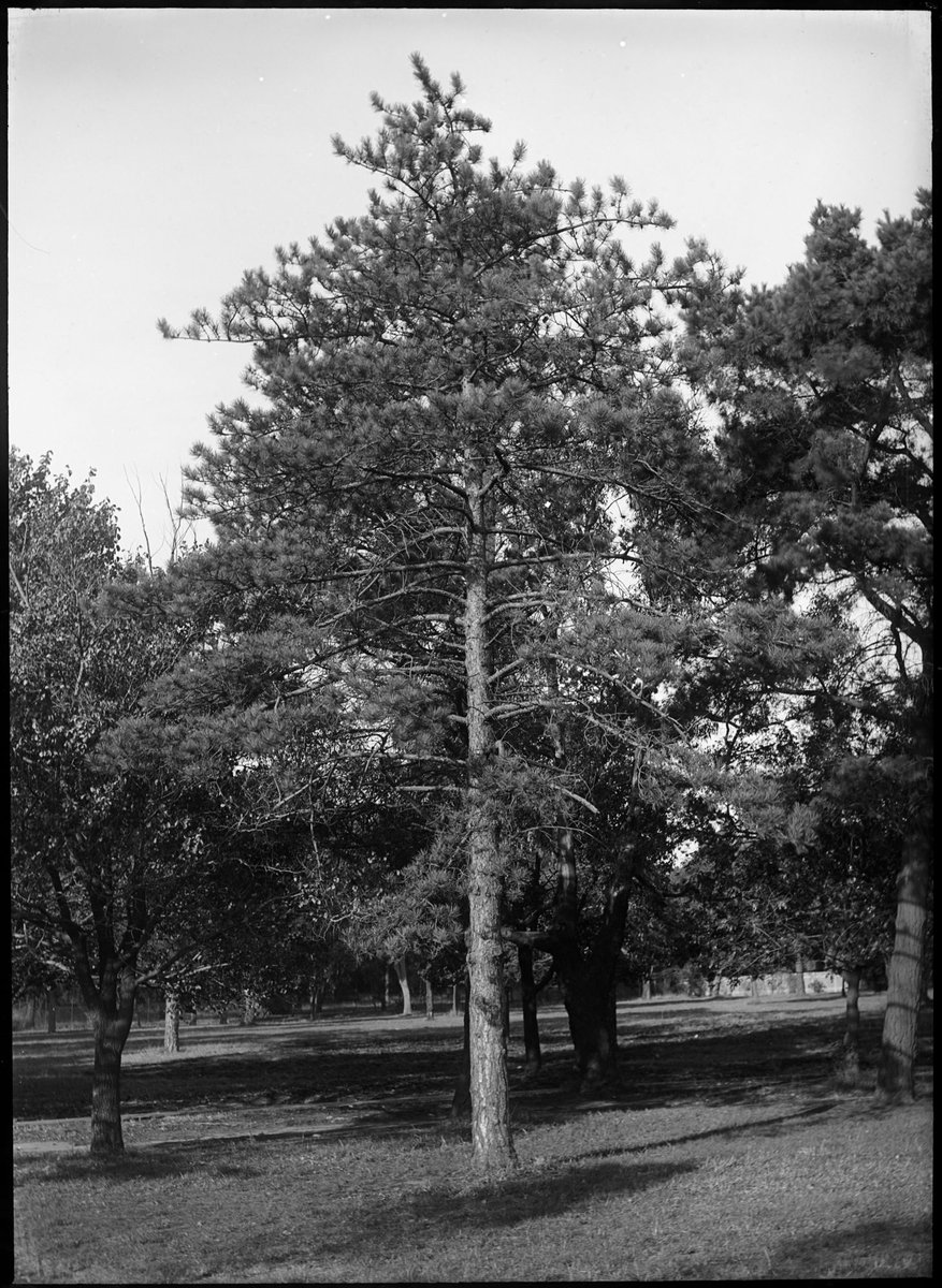 Trees in the Botanical Gardens, Melbourne, Melbourne City (1900–10)