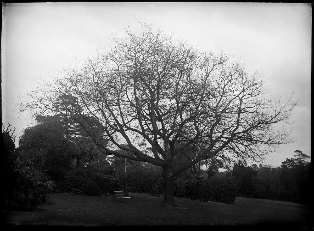 Trees in the Botanical Gardens, Melbourne, Melbourne City (1900–10)