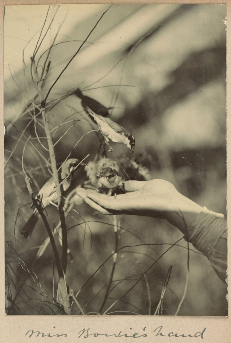 Honeyeaters at Dr. G. Harris', Clifton Hill Vic (1902)