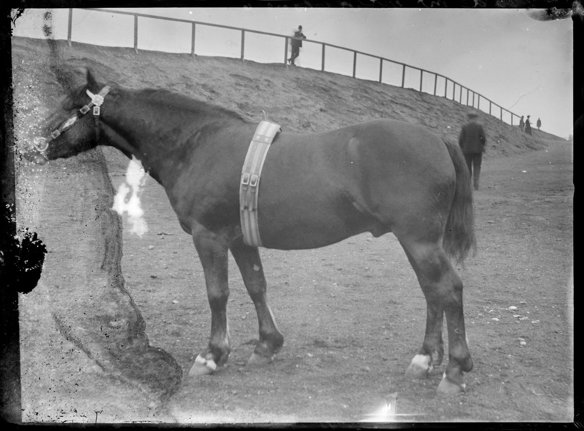 Horse at the Royal Melbourne Show (1890–1918)