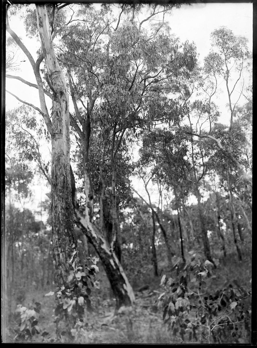 Ringwood [?] nests of chough-oriola [illegible] (1934–35)