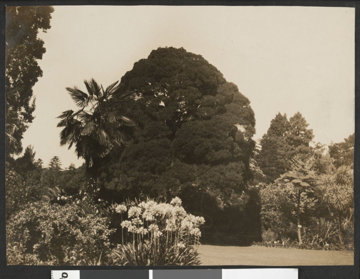 In the Botanical Gardens, Melbourne, Vic, Melbourne City (1923–25)