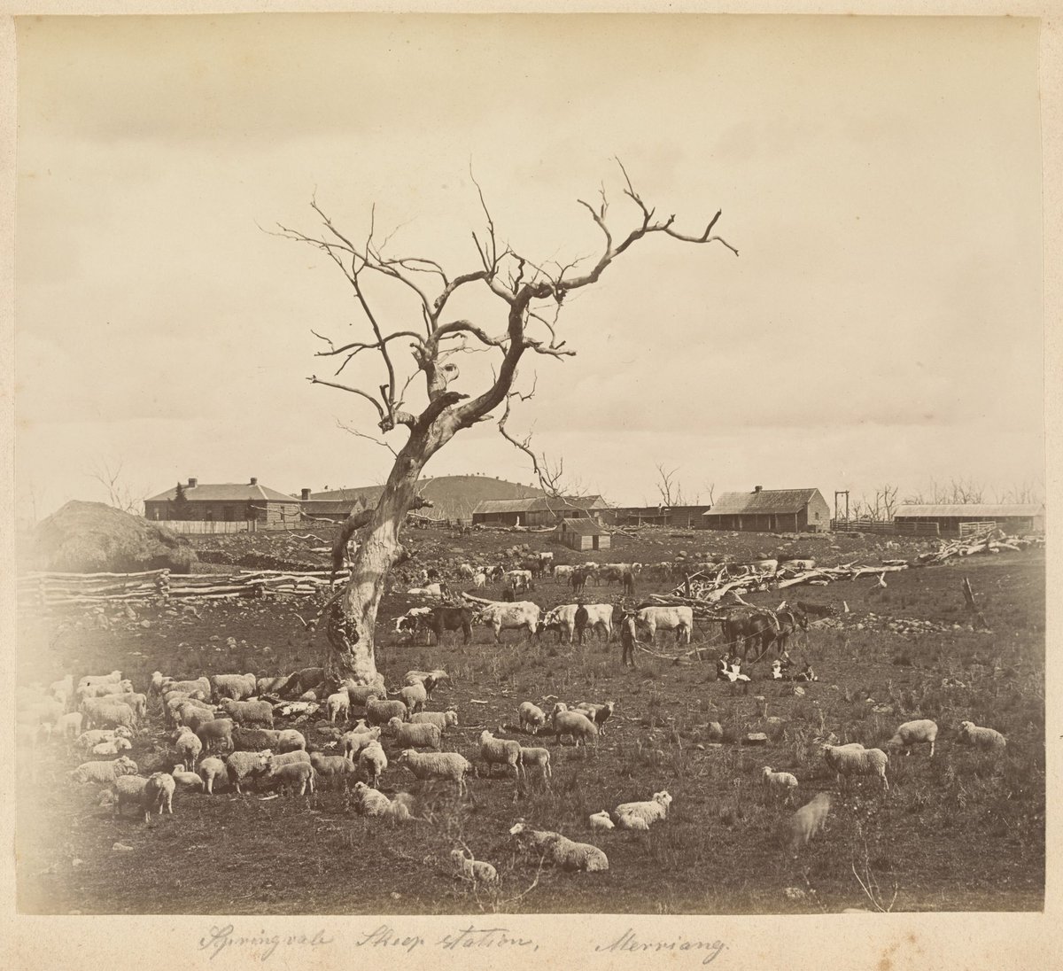 Springvale sheep station, Merriang (1880?)