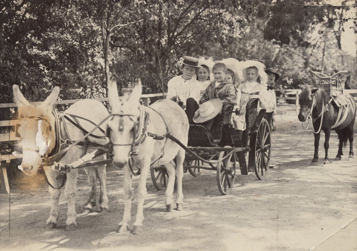 Donkey carriage, Melbourne Zoo, 1897, December, Parkville