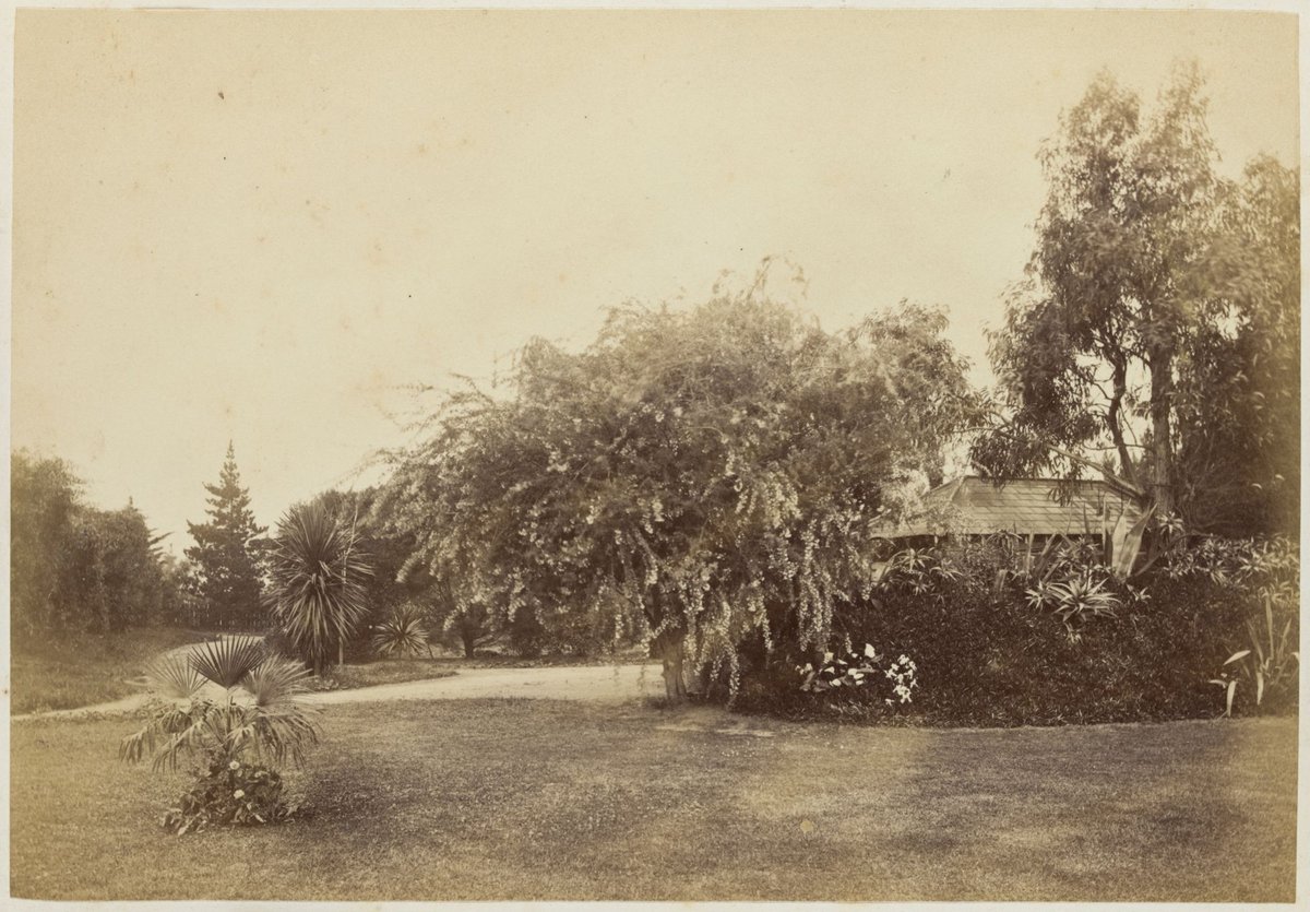 View of the garden at Fairlie House, Anderson Street, South Yarra (1882)