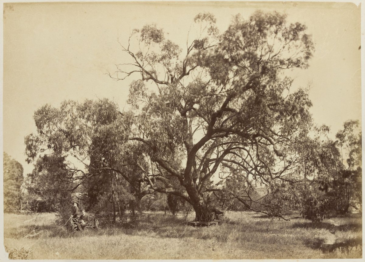 Large gum tree in the garden at Fairlie House, Anderson Street, South Yarra (1882)