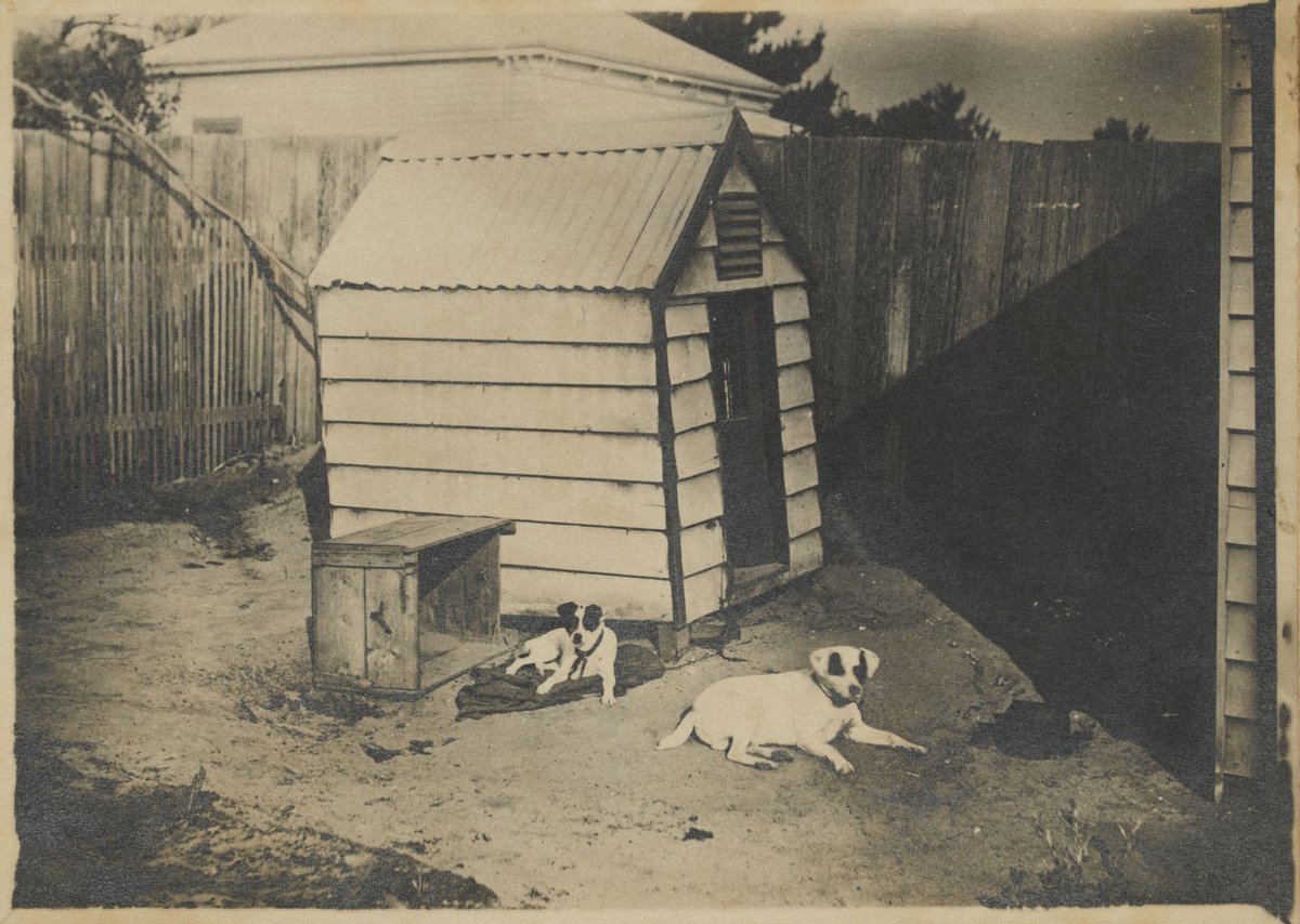 [Two dogs sitting in a backyard, Brighton] (c. 1890)