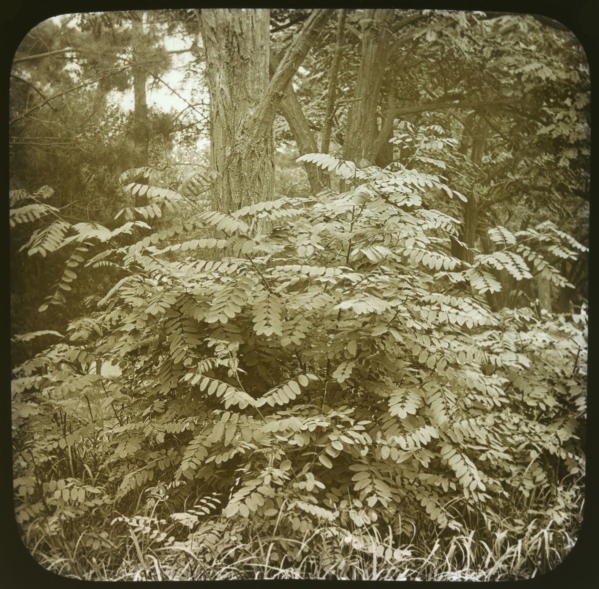 Acacias, Fitzroy Gardens, Melbourne, East Melbourne (1875–1930)