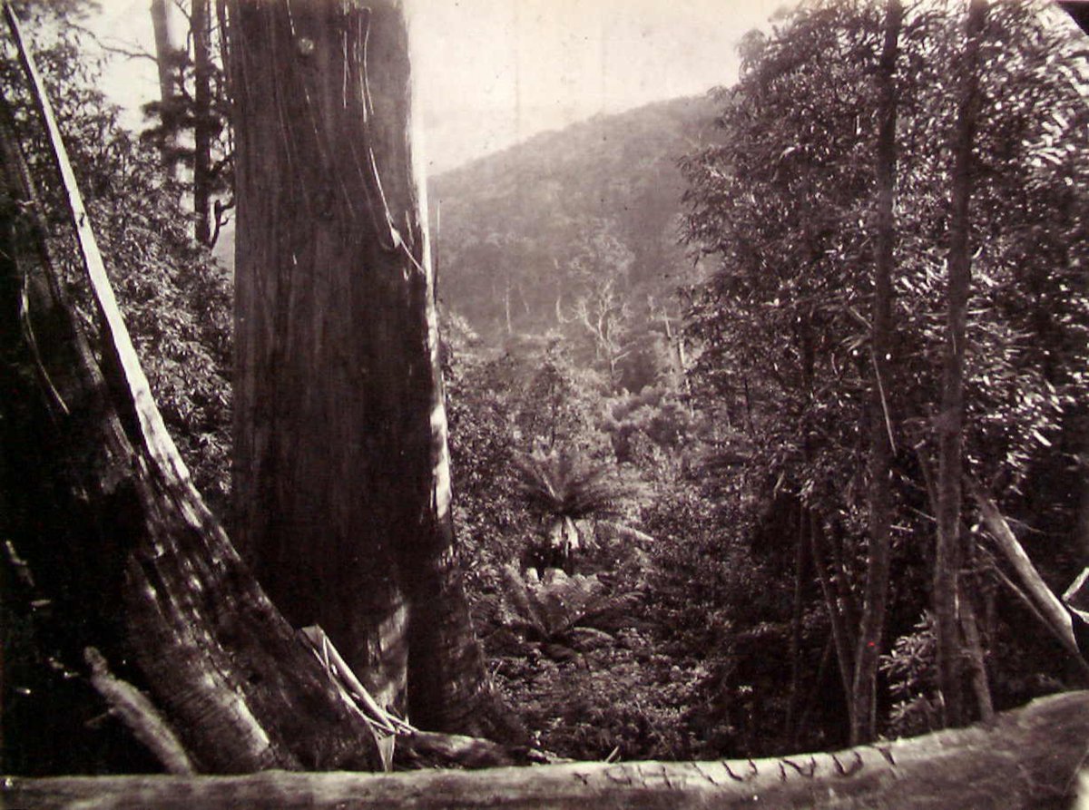 Dandenong State Forest - view near the top (c. 1860)