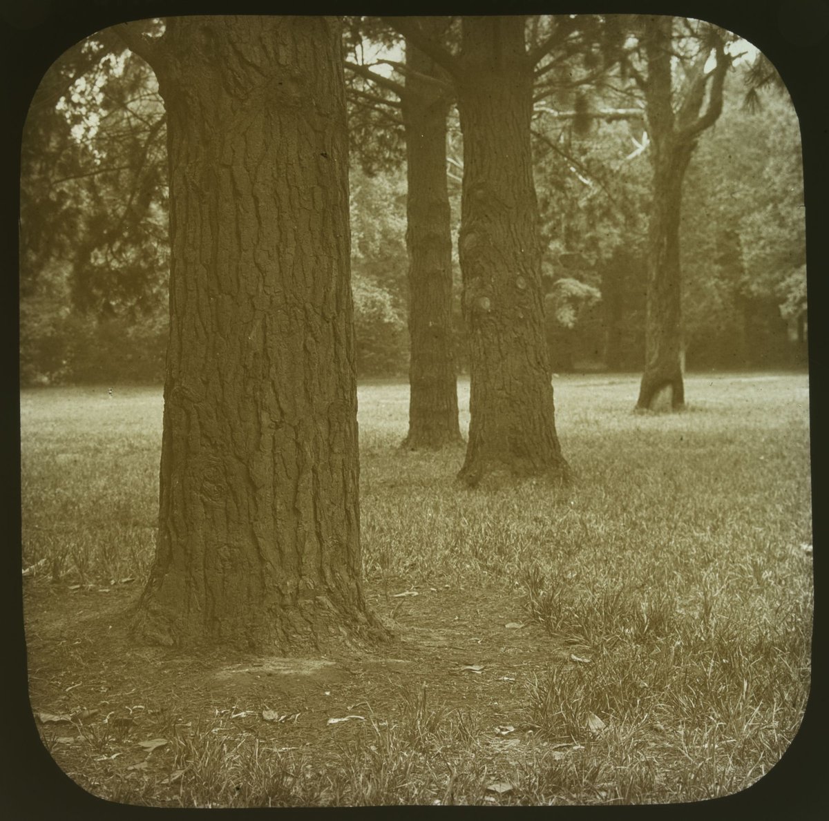 Under the Pines, Fitzroy Gardens, East Melbourne (1875–1930)