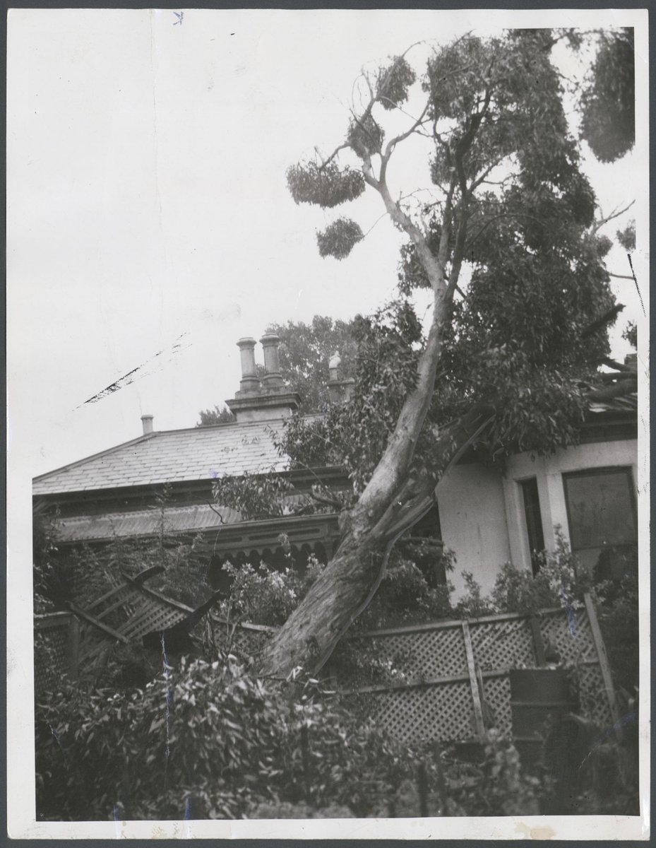 40 year old tree struck a fence and narrowly missed a house at Footscray (c. 1951)