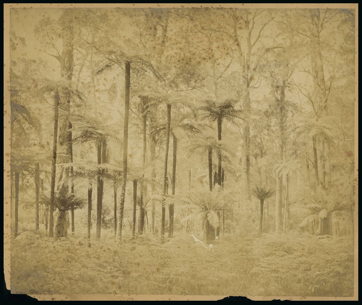 Cluster of mountain tree [ferns, Dandenong Ranges?, Vic.] (c. 1875)