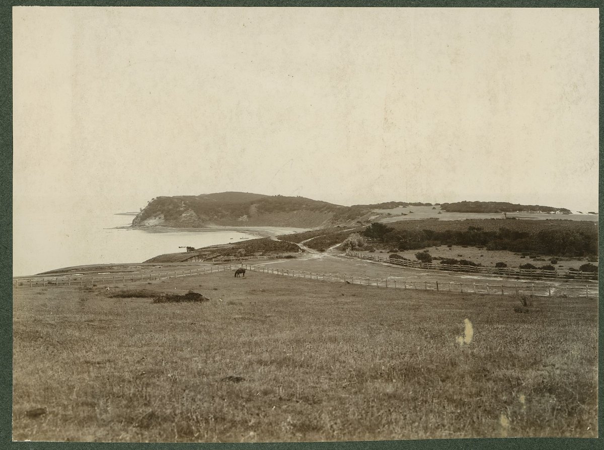 [Coastline, possibly part of Royal Melbourne Golf Club, Sandringham, Vic.] (1906)