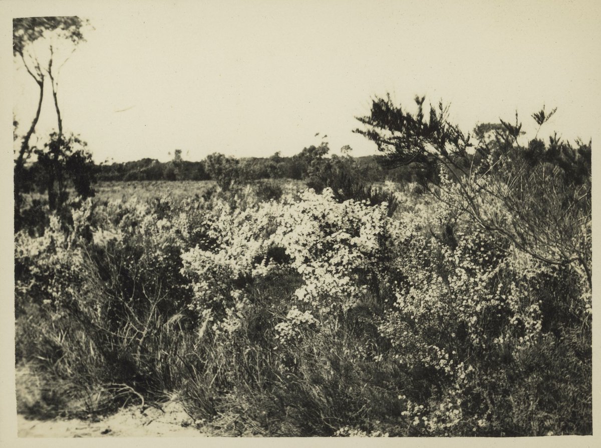 Spring, Frankston 1932, [Vic.]
