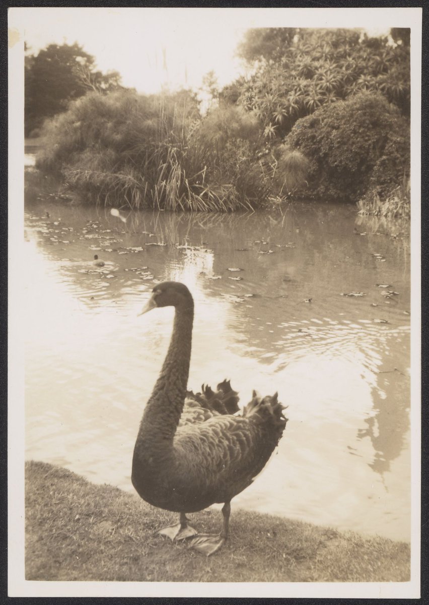 Melbourne, taken in the Botanical Gardens, Melbourne City (1941)