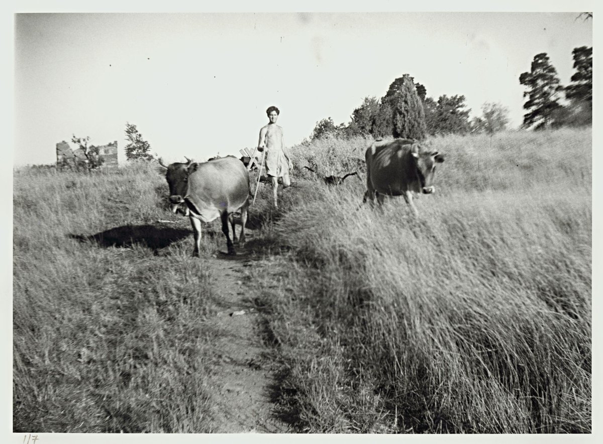 John Reed with cows, Heide, Templestowe (1943)