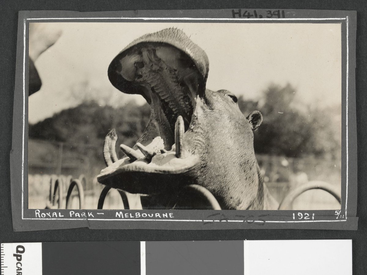 Animals at the Royal Melbourne Zoo, Parkville (1921)