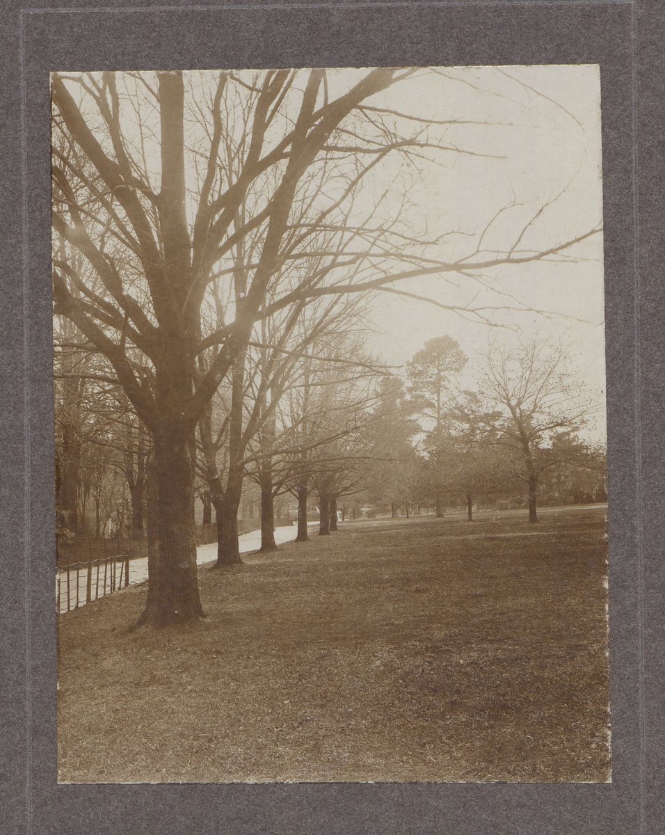 Lawns and path, possibly in Treasury Gardens, Melbourne, Victoria, East Melbourne (1902–18)
