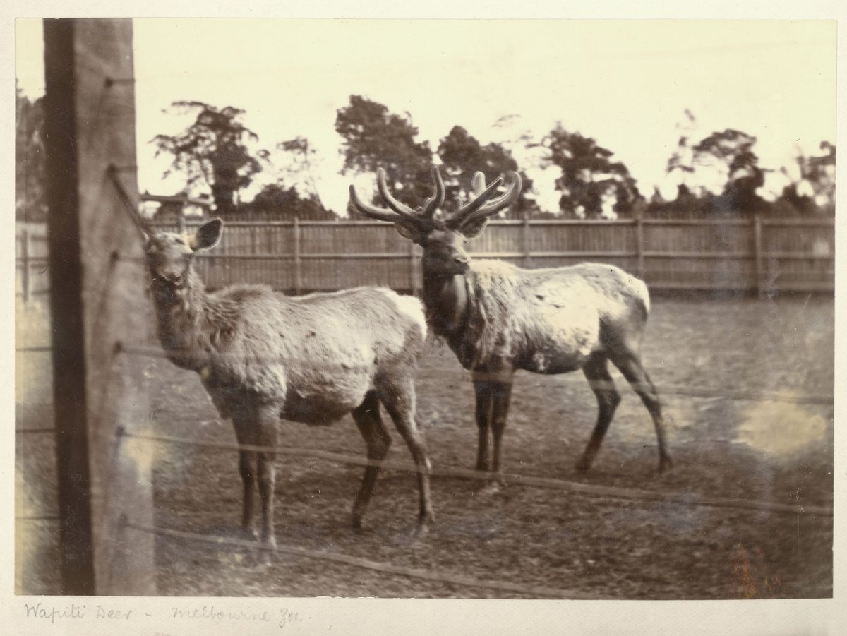 Wapiti deer, Melbourne Zoo, Parkville (1897–1901)