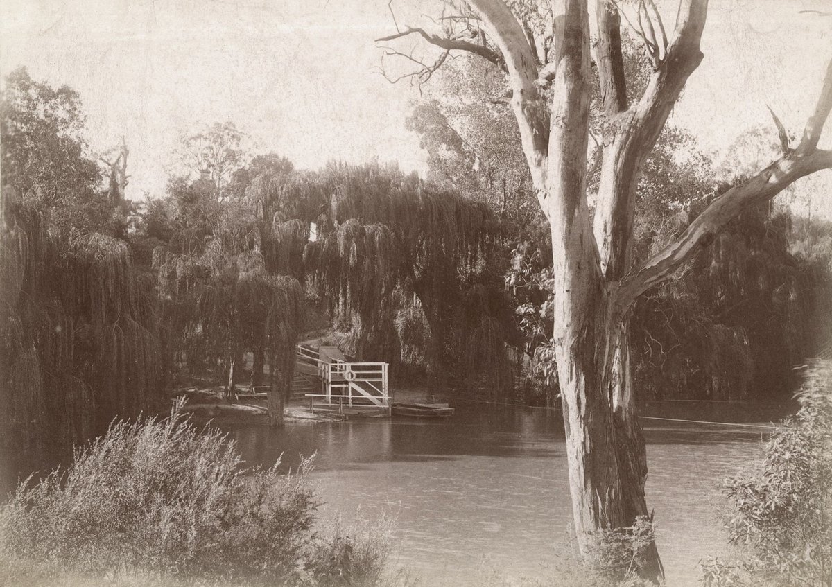 River and bank with willows, possibly Yarra River (1890–1900)