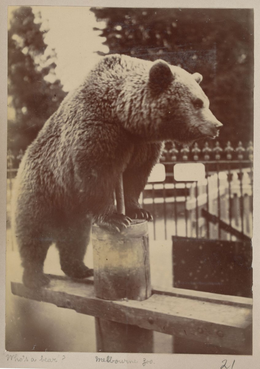 Who's a bear? Melbourne Zoo [Vic.], Parkville (1897–1901)