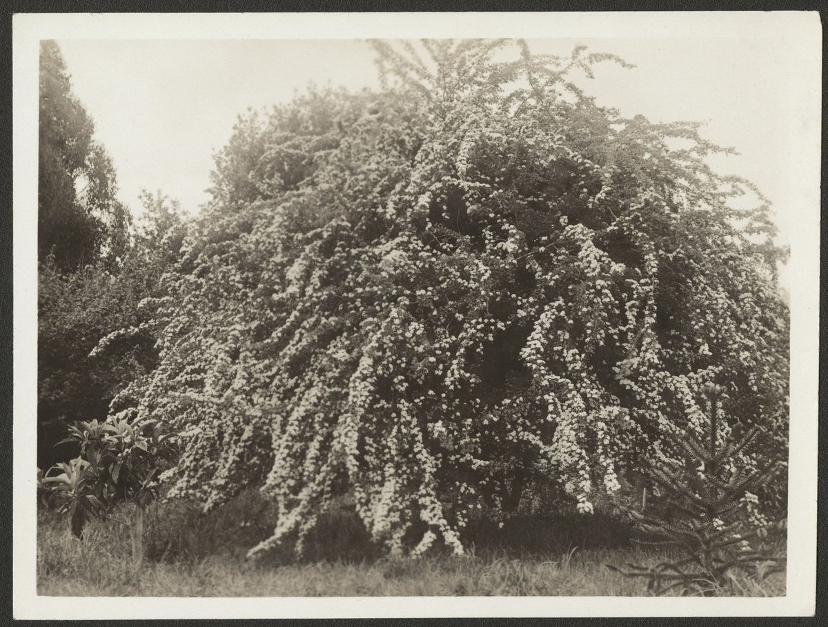 Hawthorn tree between the path to the house and the front fence (1915–54)