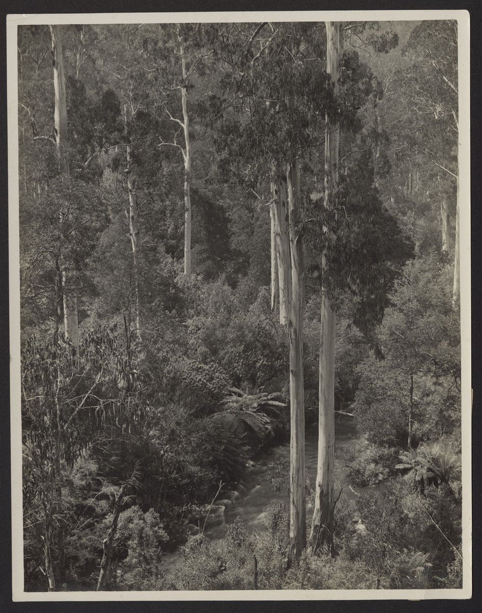 Typical Victorian bush, Dandenong Ranges (1920–30)