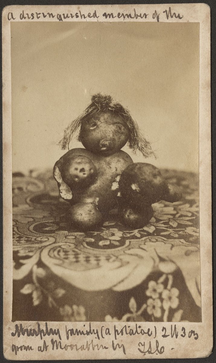A distinguished member of the Murphy family (a potato) 2 lb 3 oz, grown at Moorabbin by T.S.L (1870–90)