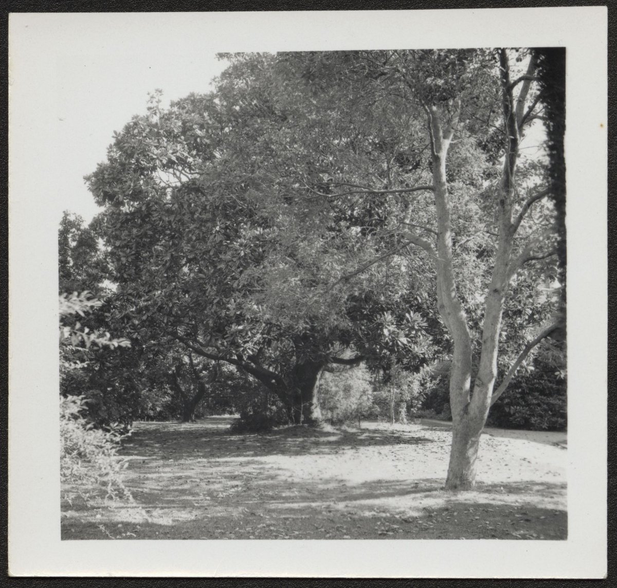 View of houses and large gardens, possibly Alma Road, Camberwell (1940–50)