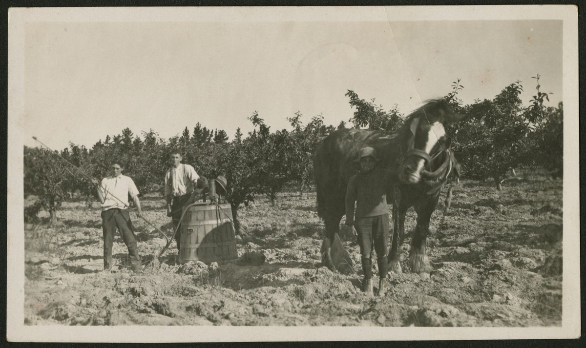 Apple Orchard Blackburn (1928)