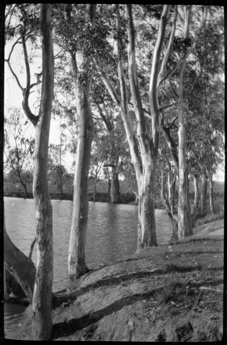 Collection of flexible base negatives showing the Yarra River in flood (1920–30)