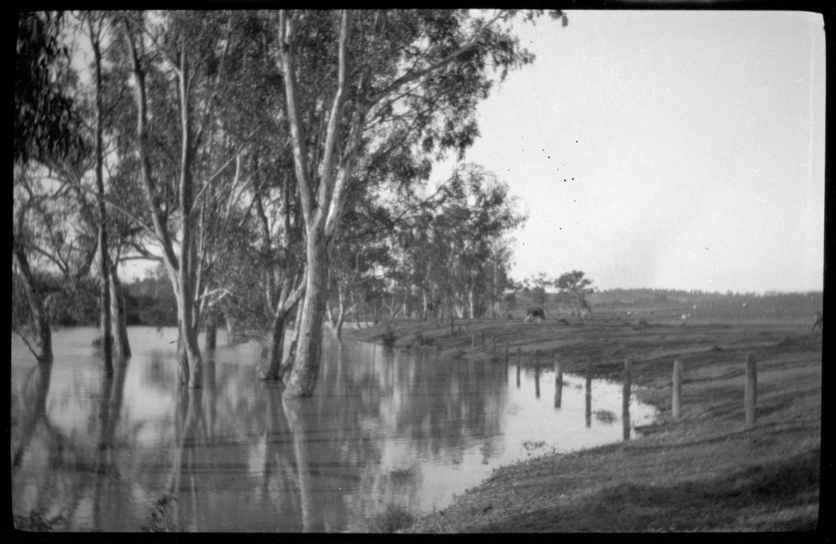 Collection of flexible base negatives showing the Yarra River in flood (1920–30)