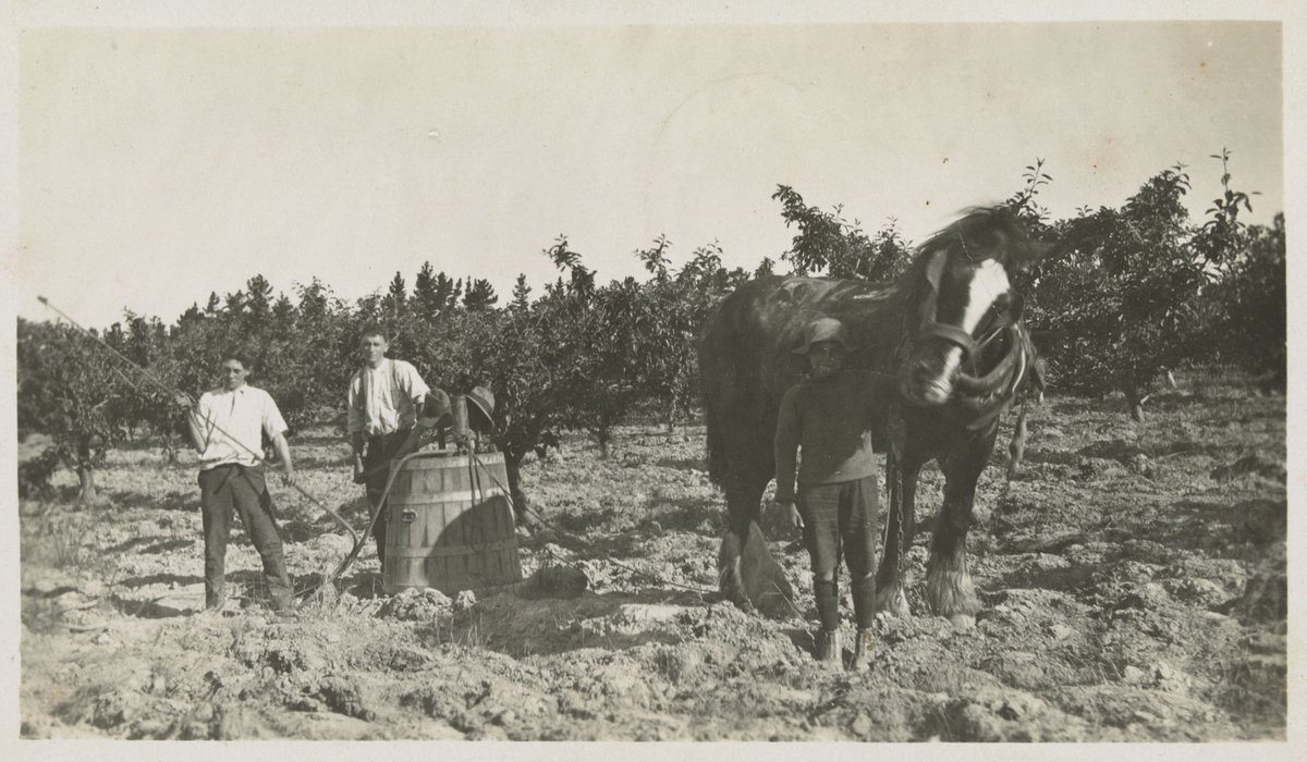 Apple Orchard Blackburn (1928)