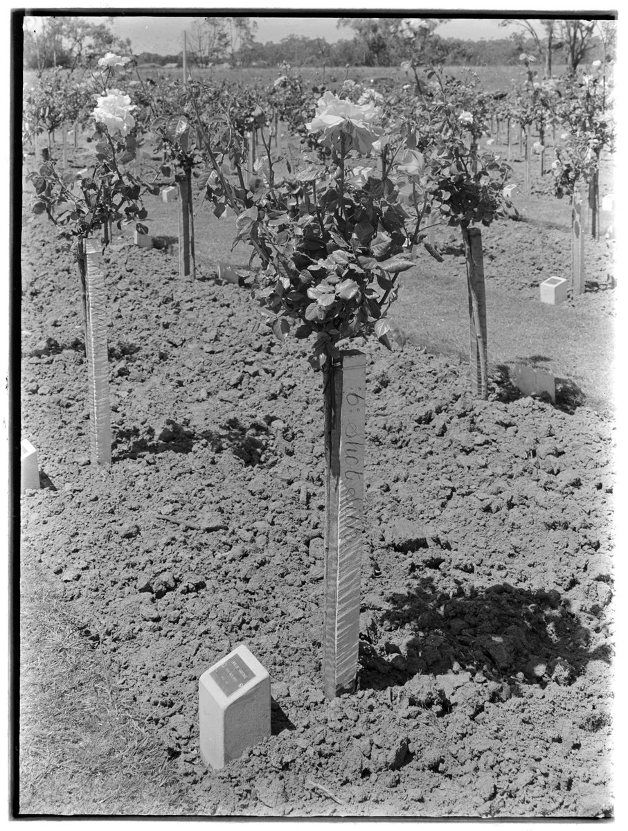 Emilie Ritchie's memorial rose 'shot silk', oak lawn, Springvale Cemetery (1950?)