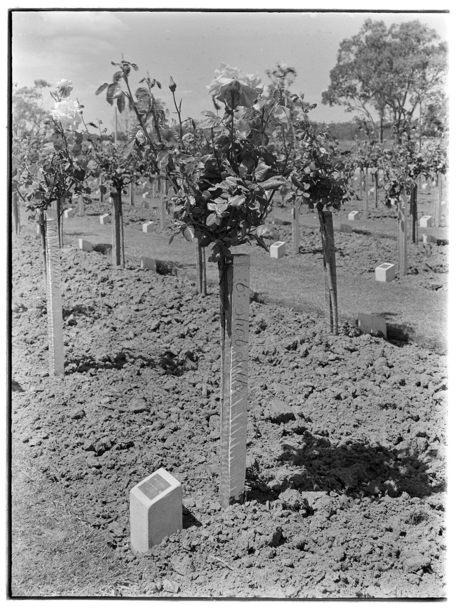 Emilie Ritchie's memorial rose 'shot silk', oak lawn, Springvale Cemetery (1950?)