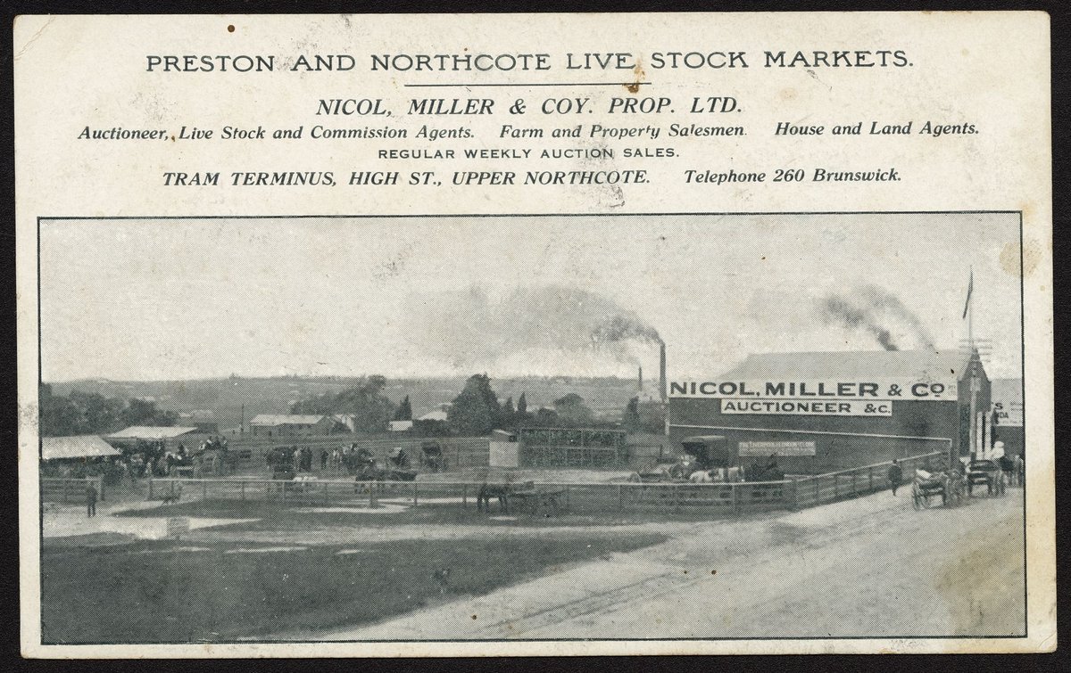 PRESTON AND NORTHCOTE LIVE STOCK MARKETS. NICOL, MILLER & COY. PROP. LTD (c. 1906)