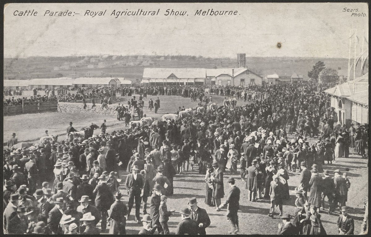 Cattle Parade : Royal Agricultural Show, Melbourne (c. 1908)