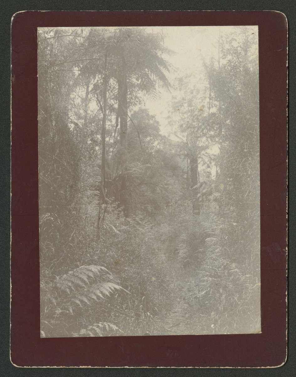 Ferns in bushland, unidentified location, possibly the Dandenong Ranges (1930–40)