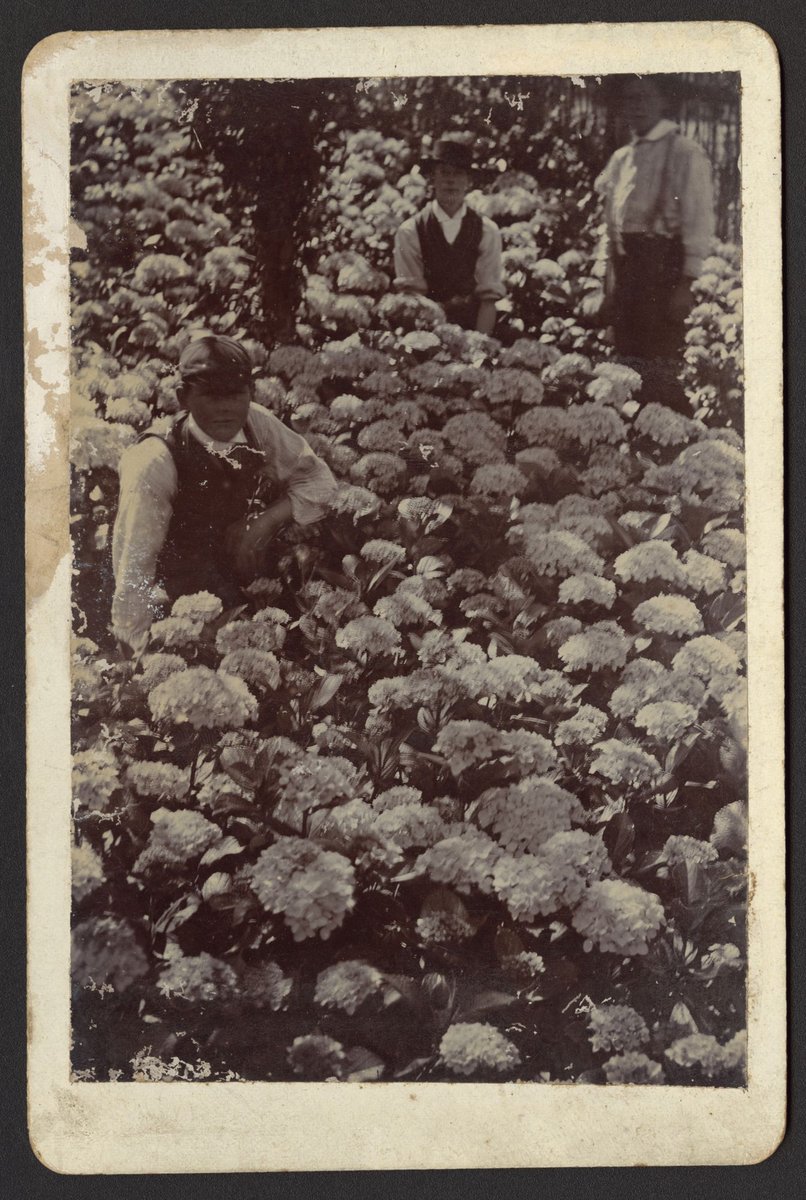 Remmington Gardens, Mont Victor Road Kew 1895