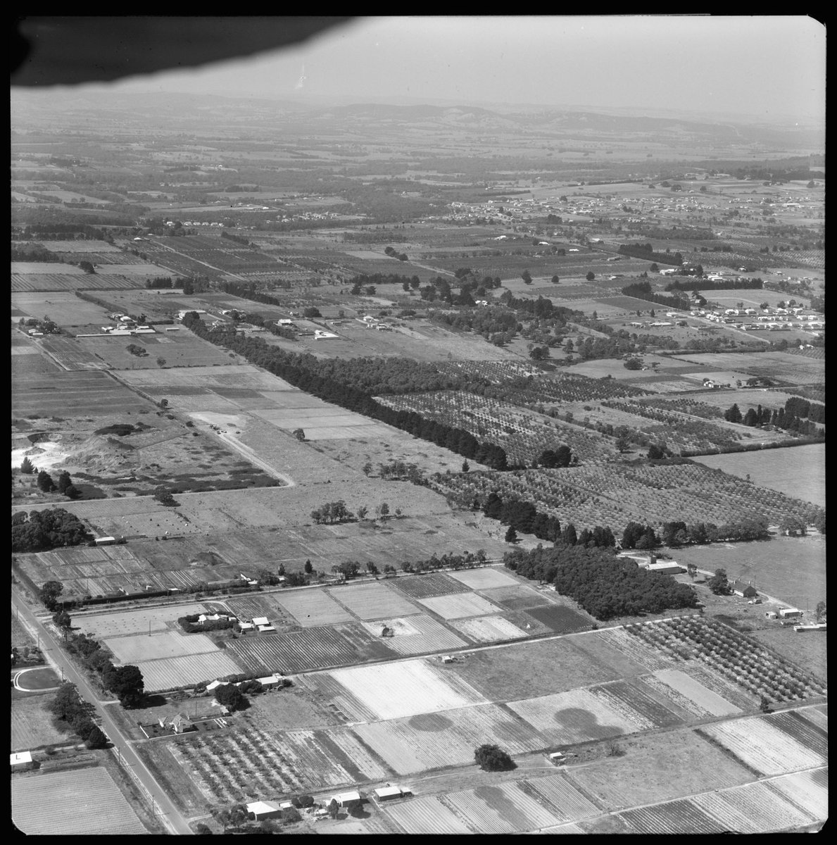 Aerial views of orchards in Box Hill area, Victoria (1953)