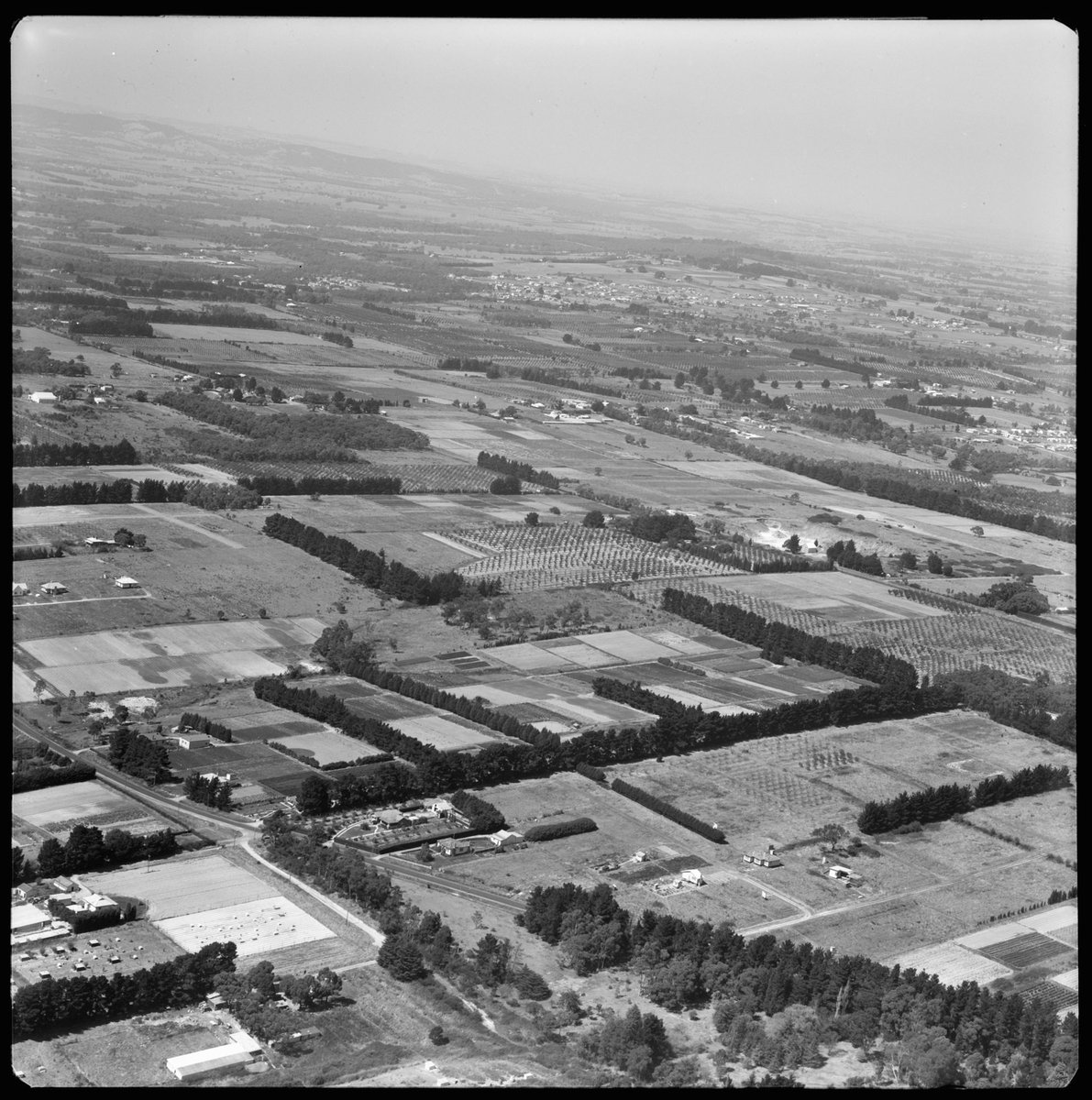 Aerial views of orchards in Box Hill area, Victoria (1953)