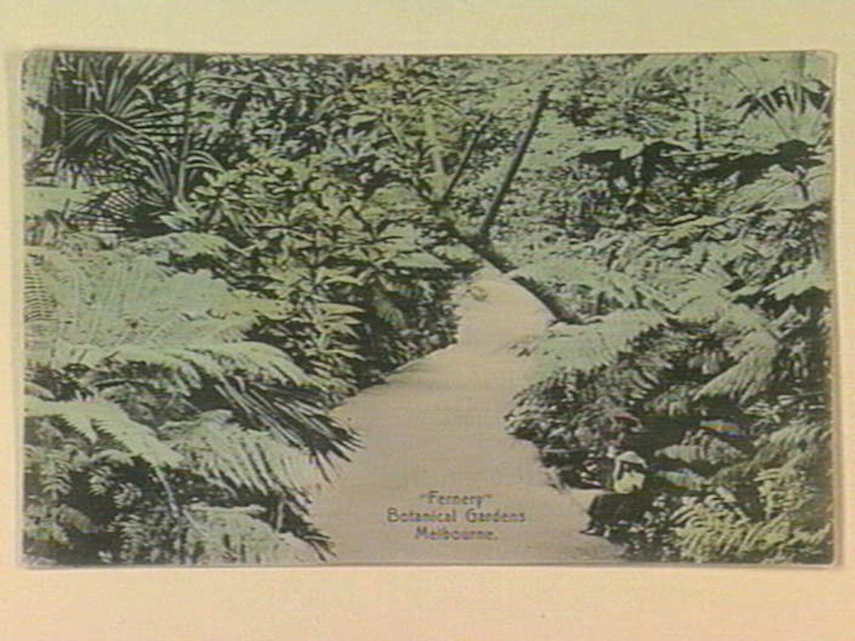 "Fernery" Botanical Gardens Melbourne, Melbourne City (c. 1906)
