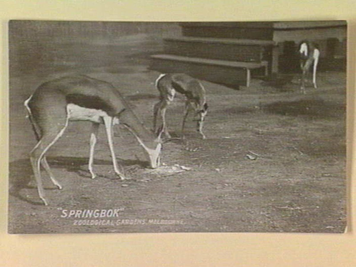 "SPRINGBOK" ZOOLOGICAL GARDENS, MELBOURNE, Parkville (c. 1907)