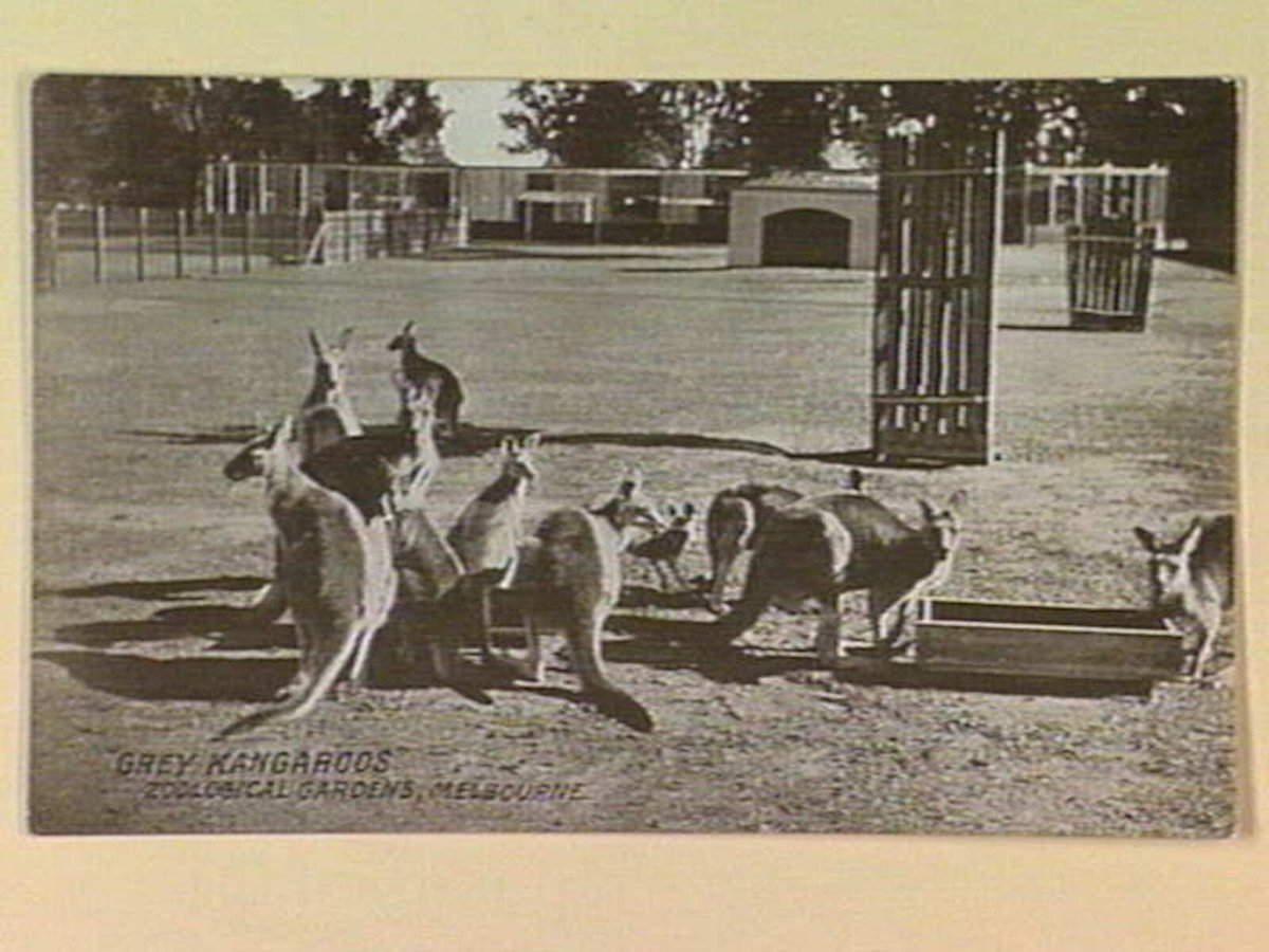 "GREY KANGAROOS" ZOOLOGICAL GARDENS, MELBOURNE, Parkville (c. 1907)